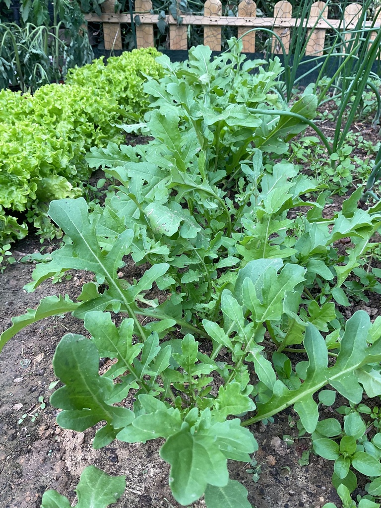 Roquette