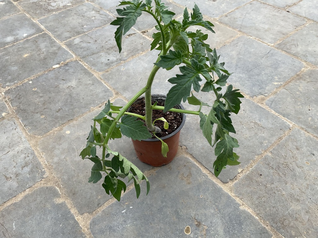 Plant de tomates