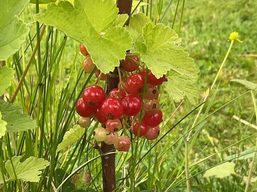 Groseilles