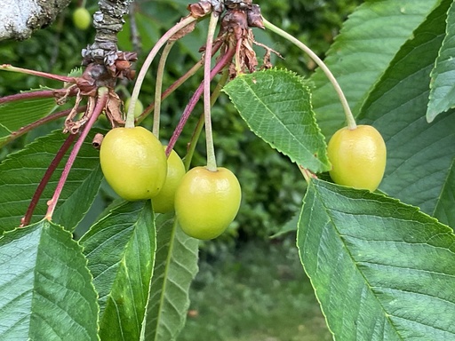 Cerises