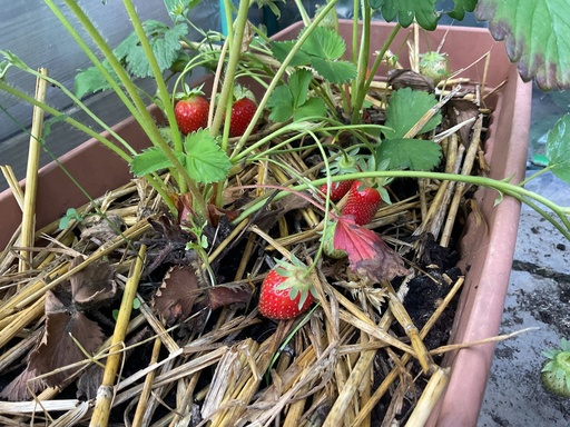 Fraises