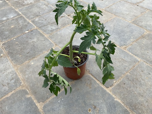 Plant de tomates